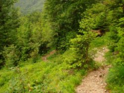 2013-06-22_Hirschhoerndl_Jochberg (030).JPG